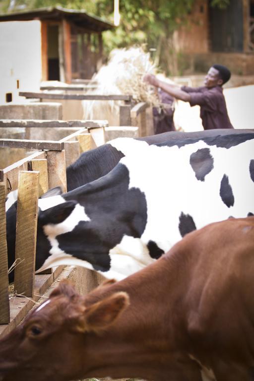 Готель Gibb'S Farm Карату Екстер'єр фото