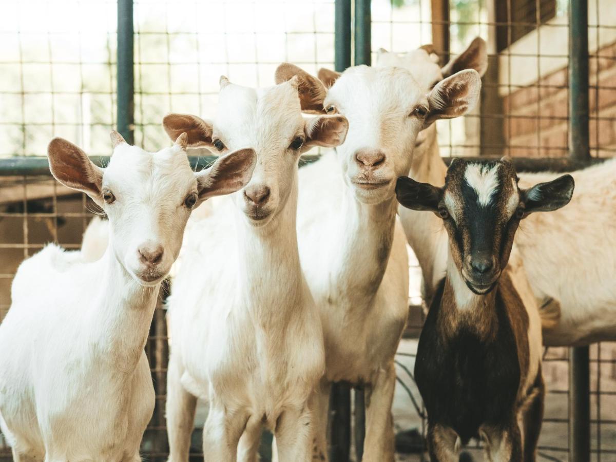 Готель Gibb'S Farm Карату Екстер'єр фото